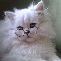 whynot_billi