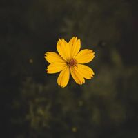 เสียงต้นฉบับ - Kiminoto