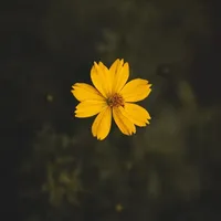 original sound - kiminotosong