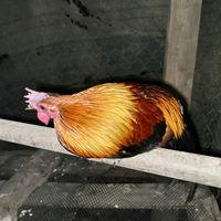 hlub.koj.xb.na0
