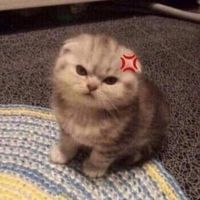 オリジナル楽曲 - ニャサン