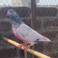subhanjutt8244