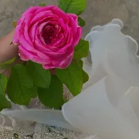 original sound - sara.ezzdein