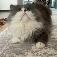 original sound - whiskycat_ori