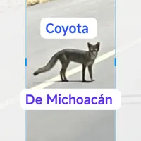 original sound - coyota1230