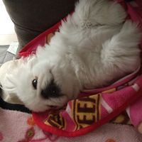 オリジナル楽曲 - ペキニーズの首里にゃん🐾