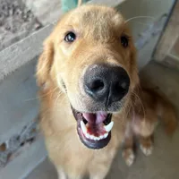 original sound - skenduro