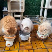 Sound Pasukan Oyen