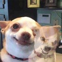 rynarak4