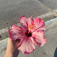 natty_gdss