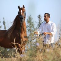 mahmoodisa
