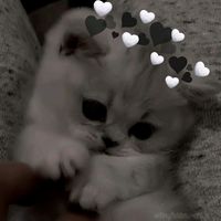 _lyrics__maisa_