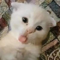 original sound - Daviddh DP