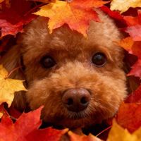 original sound - ☆*。mmatsu17。*☆