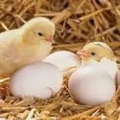 เสียงต้นฉบับ - ฝากใจไว้กับธรรม🐣