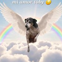 toby_perrito18