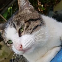 原聲 - 大頭的地盤