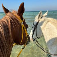 horse_bh