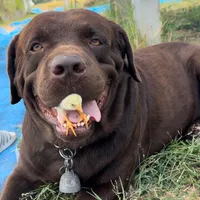 original sound - nisagaillard