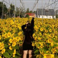 henngaybaotan