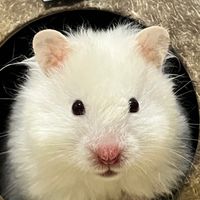 原聲 - Ham🐹Star⭐️