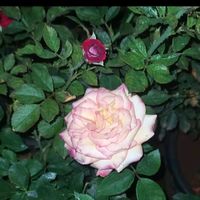 original sound - Sangeetha