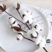 nhạc nền - @ XiaoMieu ❄️