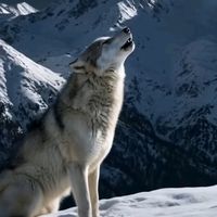 lobo21041979