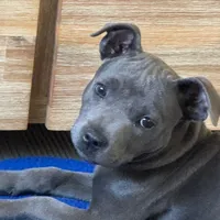 original sound - icedemu027