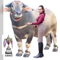 เสียงต้นฉบับ - DCR Farm