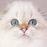 оригінальний звук