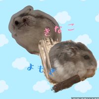 kinako_0430