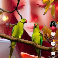 original sound - user6847158714409