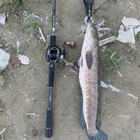 原聲 - YT:叼著黑輪釣魚去🎣