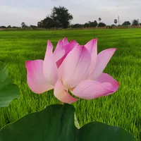 original sound - makeyourdreamhappen887