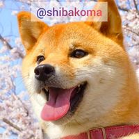 オリジナル楽曲 - 柴犬コマリ