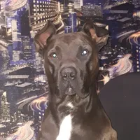 Тренд с питомцем