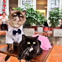 catmusicandsoul