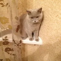 original sound - elena_nesupozitivvtt