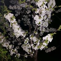 asror00327