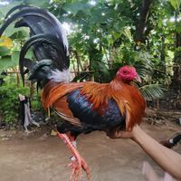original sound - Crosshair Gamefarm