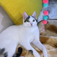 charlizethecat