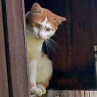 เสียงต้นฉบับ - วิชัย คําบุ่ง