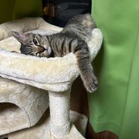 オリジナル楽曲 - ヨルシカと愛猫◂I▸🐈