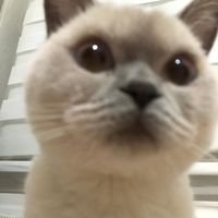 vaye.pm