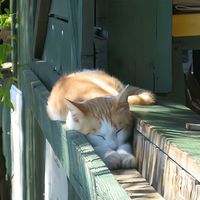 original sound - ⋆. ୨୧ ̊🍙⋆ sunny⋆.🍮⋆🐾°