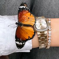 butter_fly459