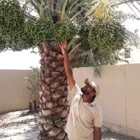 abdulsukkur82