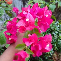 fathima8196