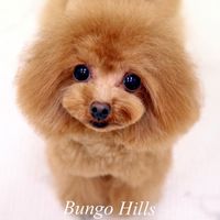 bungohills